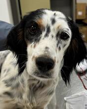 MAPLE, Hund, English Setter-Mix in Italien