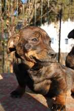 TAFFY, Hund, Mischlingshund in Rumänien - Bild 2