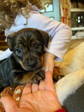 TAFFY, Hund, Mischlingshund in Rumänien - Bild 3