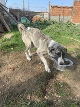 LILI, Hund, Mischlingshund in Griechenland - Bild 2