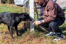 CHANEL, Hund, Mischlingshund in Bulgarien - Bild 8