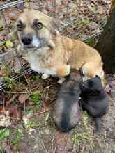 BIJOU, Hund, Mischlingshund in Augustdorf - Bild 10