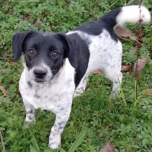 DINAH, Hund, Terrier-Mix in Griechenland - Bild 2