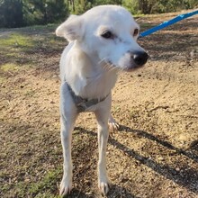 GLORIA, Hund, Mischlingshund in Portugal - Bild 2