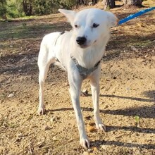 GLORIA, Hund, Mischlingshund in Portugal - Bild 3