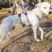 GLORIA, Hund, Mischlingshund in Portugal - Bild 5