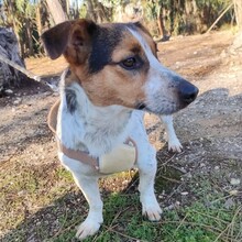 GUSTAV, Hund, Mischlingshund in Portugal - Bild 2