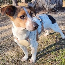 GUSTAV, Hund, Mischlingshund in Portugal - Bild 3