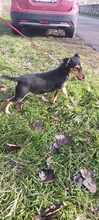 GLORIA, Hund, Mischlingshund in Ungarn - Bild 6