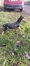 GLORIA, Hund, Mischlingshund in Ungarn - Bild 7