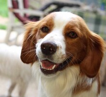 CAMEO, Hund, Epagneul Breton in Weilburg