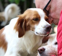 CAMEO, Hund, Epagneul Breton in Weilburg - Bild 10
