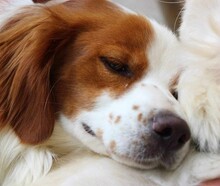 CAMEO, Hund, Epagneul Breton in Weilburg - Bild 11