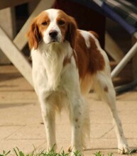 CAMEO, Hund, Epagneul Breton in Weilburg - Bild 12