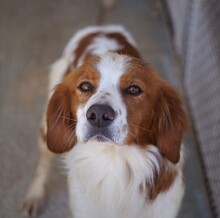 CAMEO, Hund, Epagneul Breton in Weilburg - Bild 13