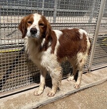 CAMEO, Hund, Epagneul Breton in Weilburg - Bild 14
