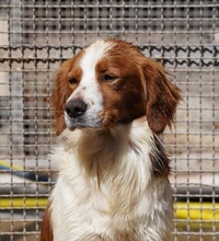 CAMEO, Hund, Epagneul Breton in Weilburg - Bild 15