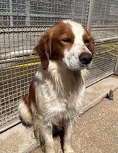 CAMEO, Hund, Epagneul Breton in Weilburg - Bild 16