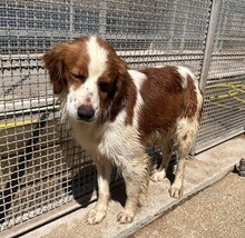 CAMEO, Hund, Epagneul Breton in Weilburg - Bild 17