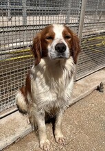 CAMEO, Hund, Epagneul Breton in Weilburg - Bild 18