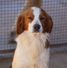CAMEO, Hund, Epagneul Breton in Weilburg - Bild 19