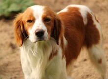 CAMEO, Hund, Epagneul Breton in Weilburg - Bild 2