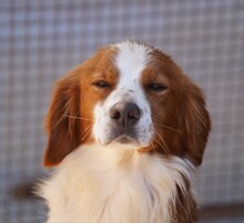 CAMEO, Hund, Epagneul Breton in Weilburg - Bild 20