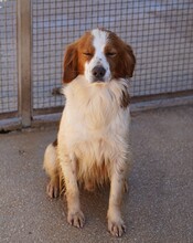 CAMEO, Hund, Epagneul Breton in Weilburg - Bild 21