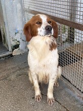 CAMEO, Hund, Epagneul Breton in Weilburg - Bild 22