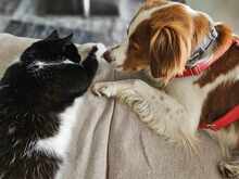 CAMEO, Hund, Epagneul Breton in Weilburg - Bild 23