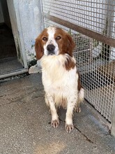 CAMEO, Hund, Epagneul Breton in Weilburg - Bild 24