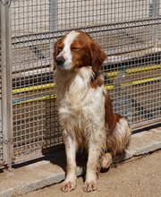 CAMEO, Hund, Epagneul Breton in Weilburg - Bild 25