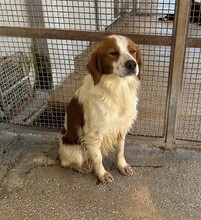 CAMEO, Hund, Epagneul Breton in Weilburg - Bild 26