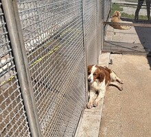 CAMEO, Hund, Epagneul Breton in Weilburg - Bild 27