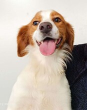 CAMEO, Hund, Epagneul Breton in Weilburg - Bild 28