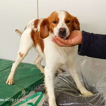 CAMEO, Hund, Epagneul Breton in Weilburg - Bild 29