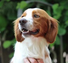 CAMEO, Hund, Epagneul Breton in Weilburg - Bild 3