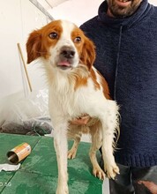 CAMEO, Hund, Epagneul Breton in Weilburg - Bild 30