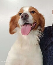 CAMEO, Hund, Epagneul Breton in Weilburg - Bild 31