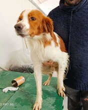 CAMEO, Hund, Epagneul Breton in Weilburg - Bild 32