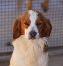 CAMEO, Hund, Epagneul Breton in Weilburg - Bild 33