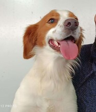 CAMEO, Hund, Epagneul Breton in Weilburg - Bild 34
