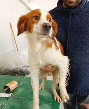 CAMEO, Hund, Epagneul Breton in Weilburg - Bild 35