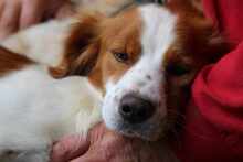 CAMEO, Hund, Epagneul Breton in Weilburg - Bild 4