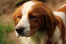 CAMEO, Hund, Epagneul Breton in Weilburg - Bild 5