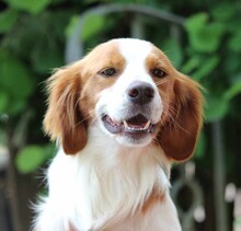 CAMEO, Hund, Epagneul Breton in Weilburg - Bild 6