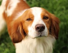 CAMEO, Hund, Epagneul Breton in Weilburg - Bild 7