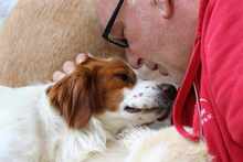 CAMEO, Hund, Epagneul Breton in Weilburg - Bild 8