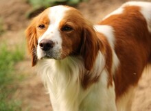 CAMEO, Hund, Epagneul Breton in Weilburg - Bild 9
