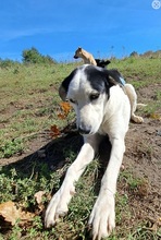 ANOUK, Hund, Mischlingshund in Trier - Bild 2